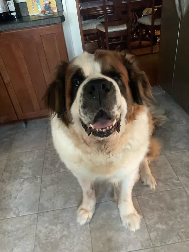 Gordie sitting in the kitchen, smiling at the camera